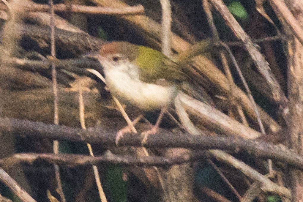 Terzikuşu - ML644688771