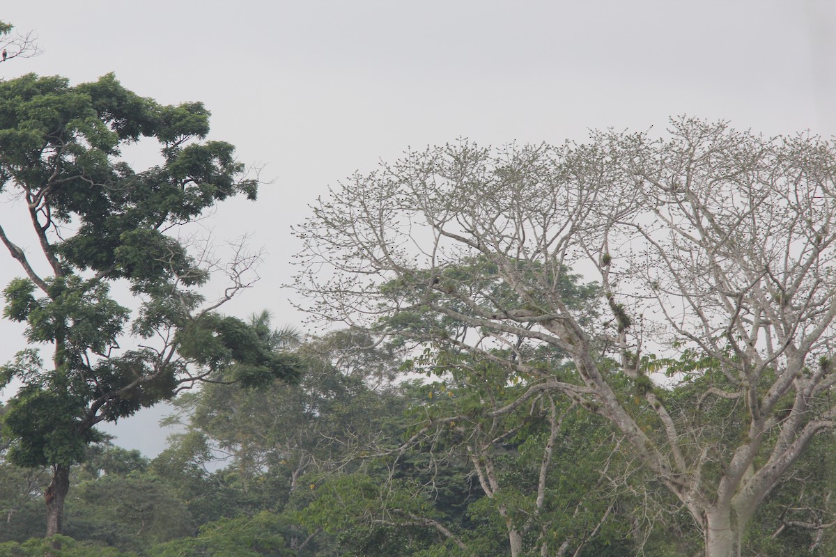 Schopfkarakara - ML644688786