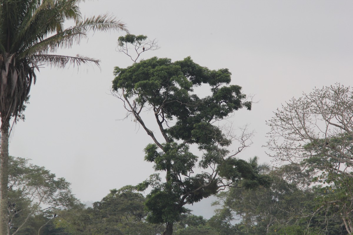 Schopfkarakara - ML644688788