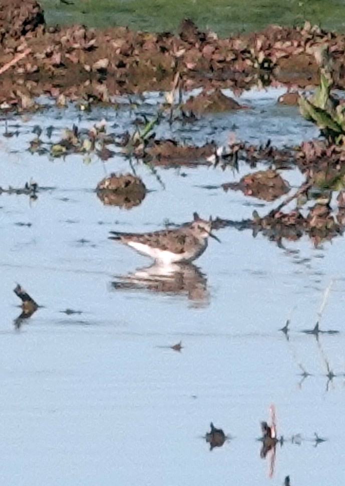 Least Sandpiper - ML644688798