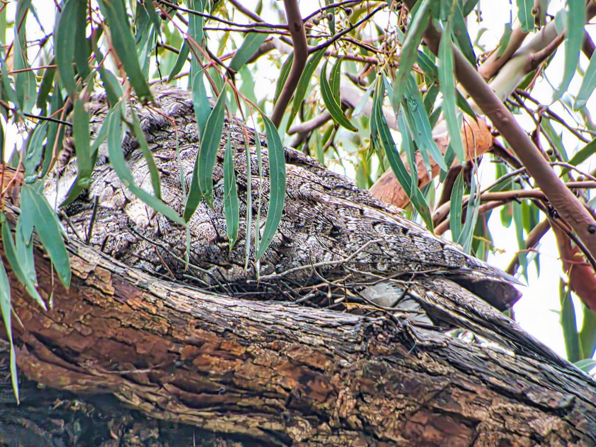 オーストラリアガマグチヨタカ - ML644688803