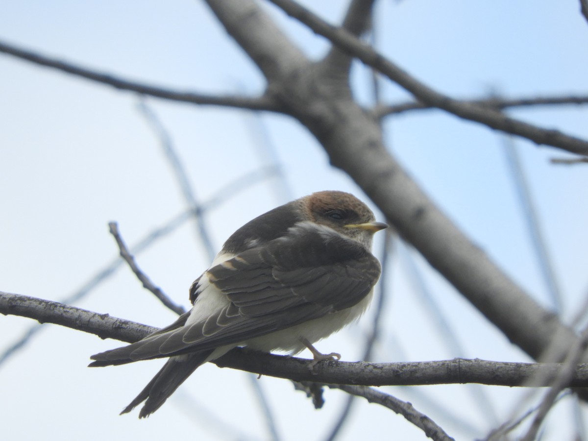 ズアカガケツバメ - ML644688804