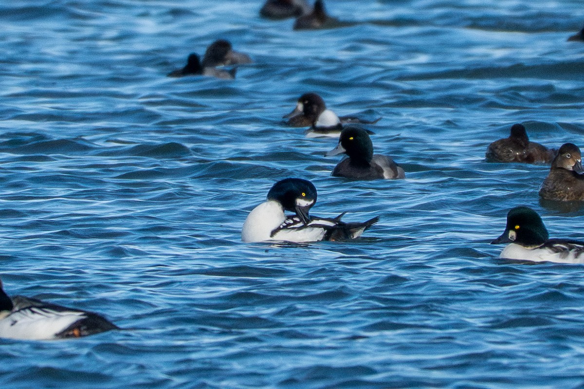 Barrow's Goldeneye - ML644688806