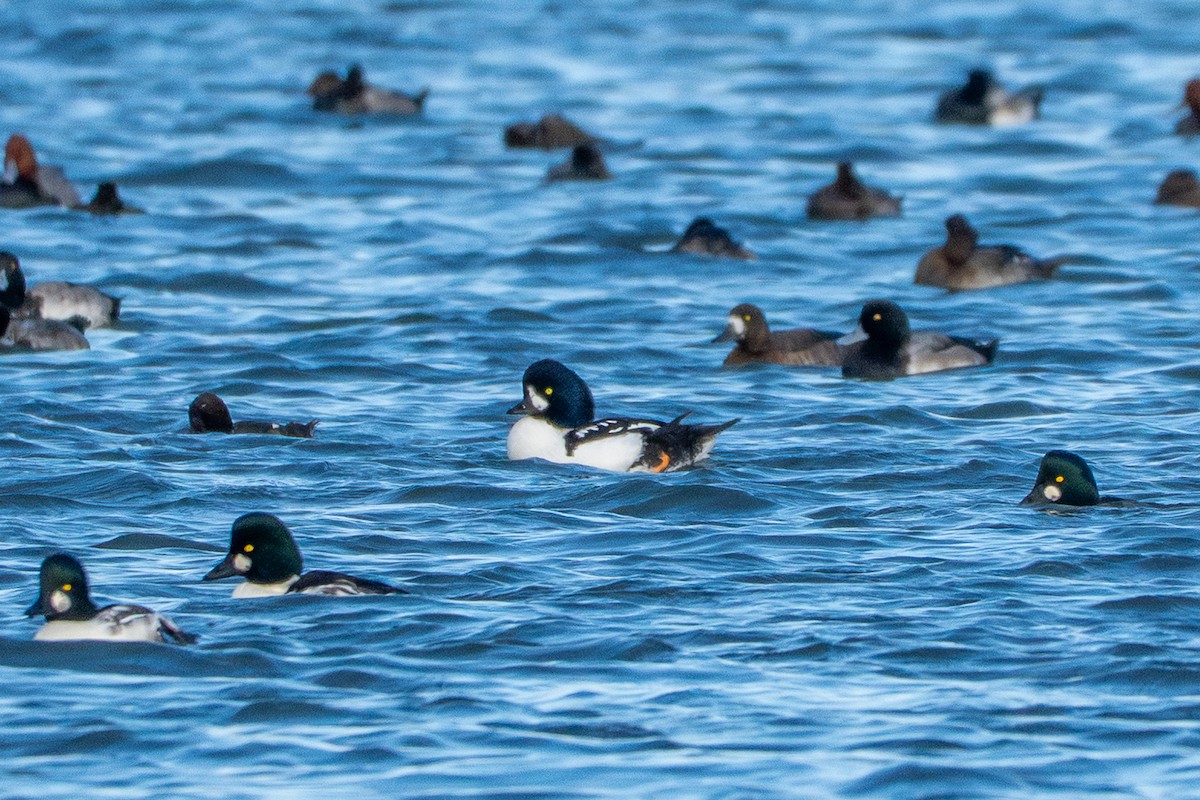 Barrow's Goldeneye - ML644688807