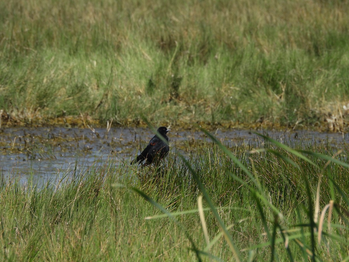 Еполетник червоноплечий - ML644688808
