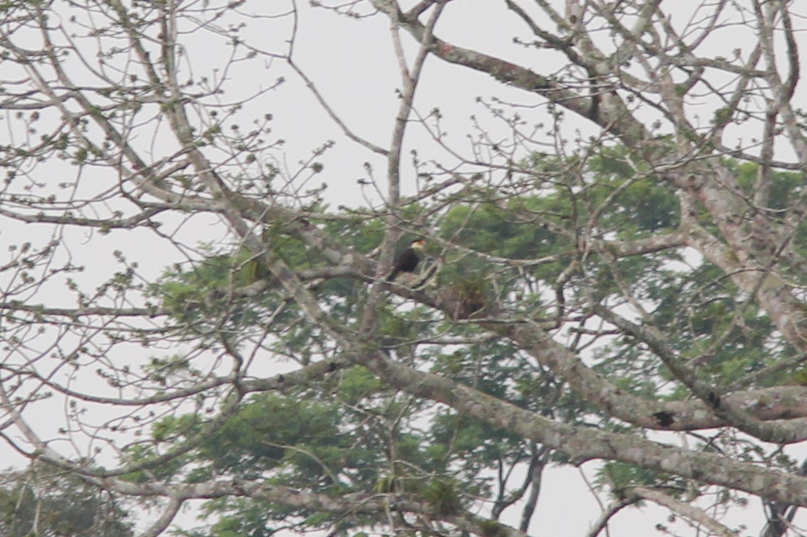 Schopfkarakara - ML644688815