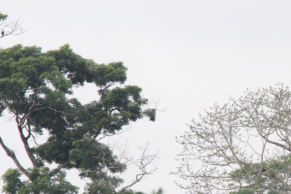 Schopfkarakara - ML644688816