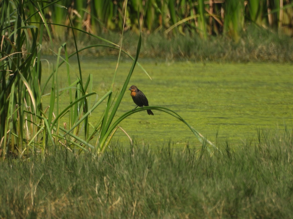 Тордо жовтоголовий - ML644688817