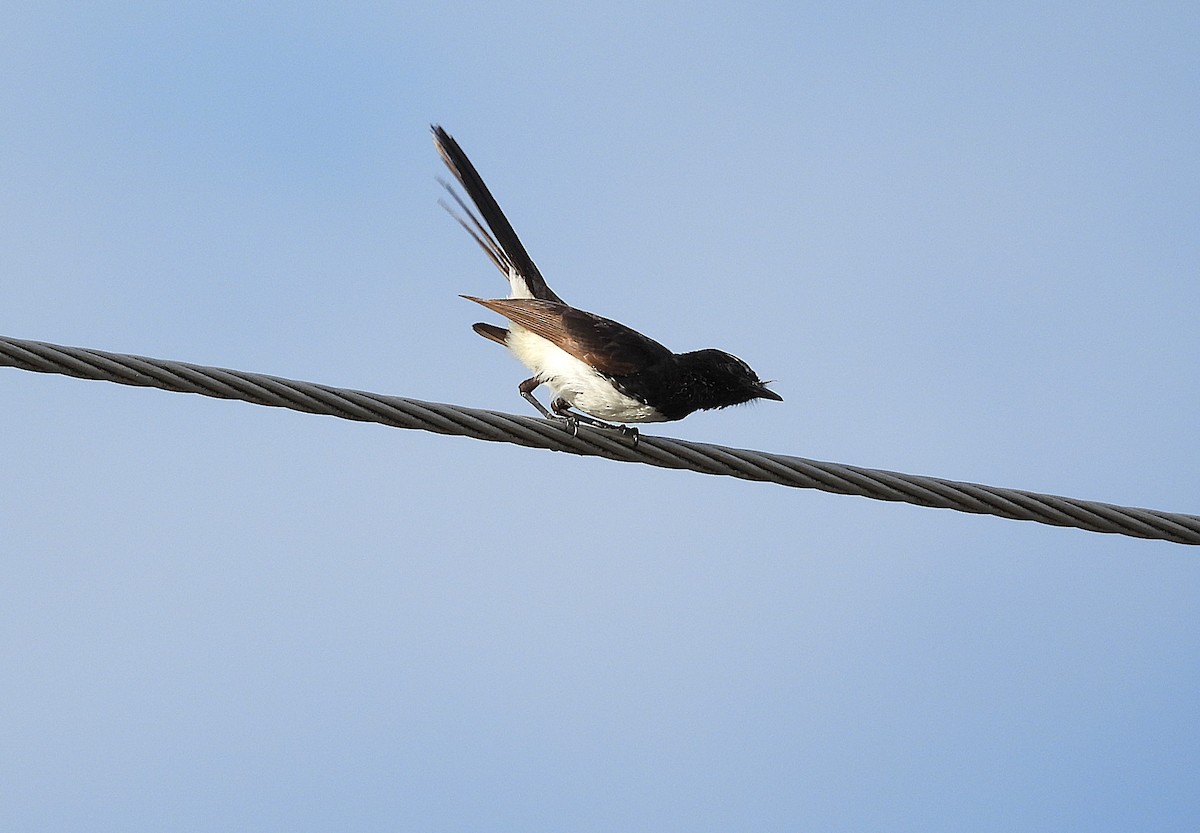 Чёрно-белая веерохвостка - ML644688826