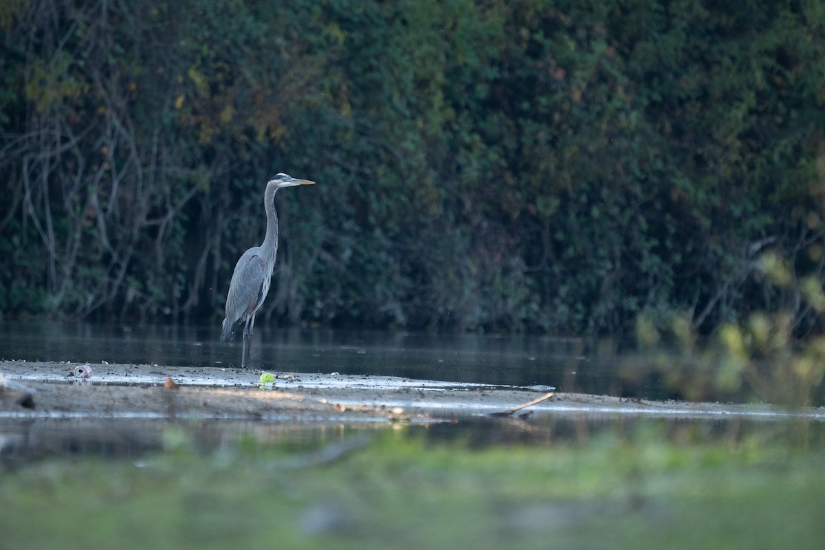Great Blue Heron - ML644688828