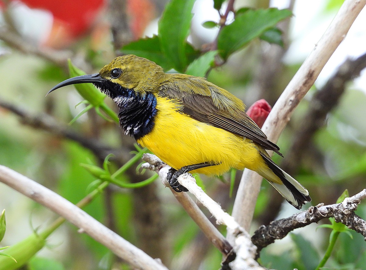 Sahul Sunbird - ML644688829