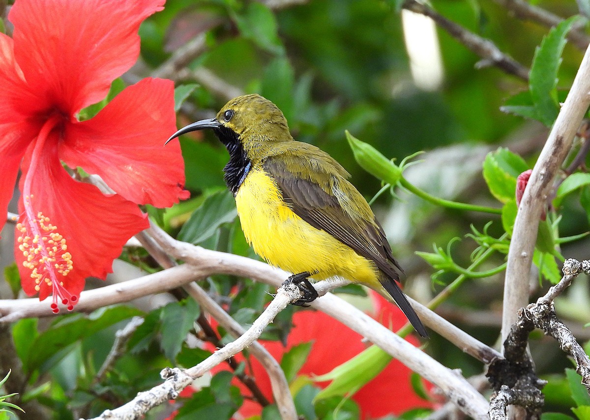 Sahul Sunbird - ML644688830