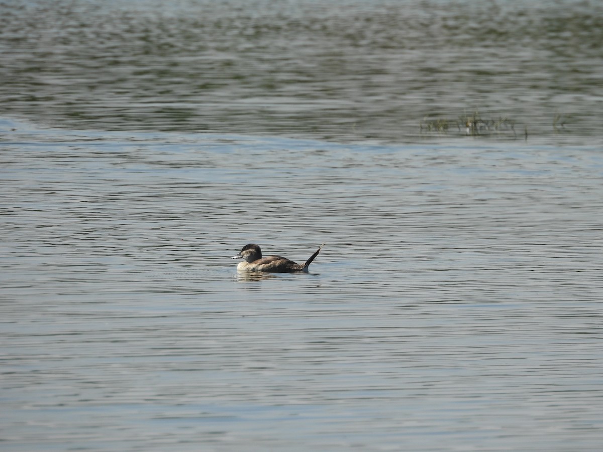 Американская савка - ML644688838