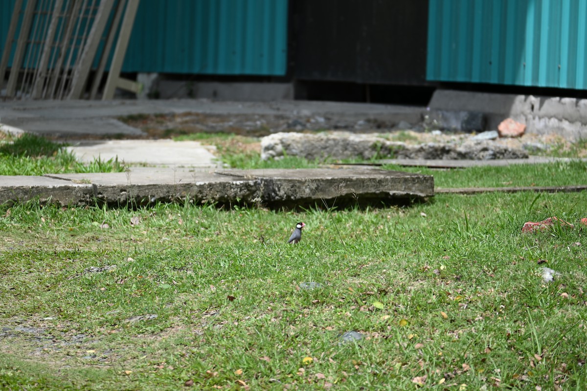 Cava İspinozu - ML644688841