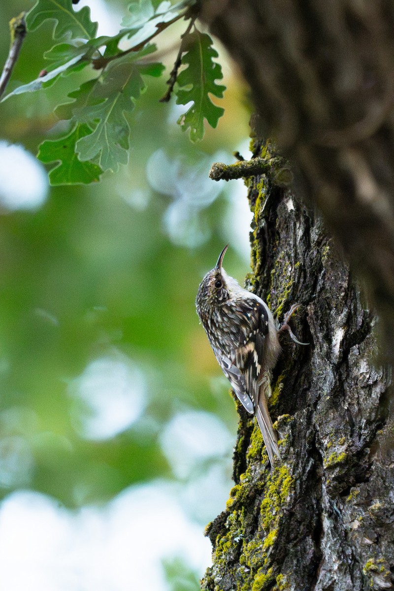 Grimpereau brun - ML644688844