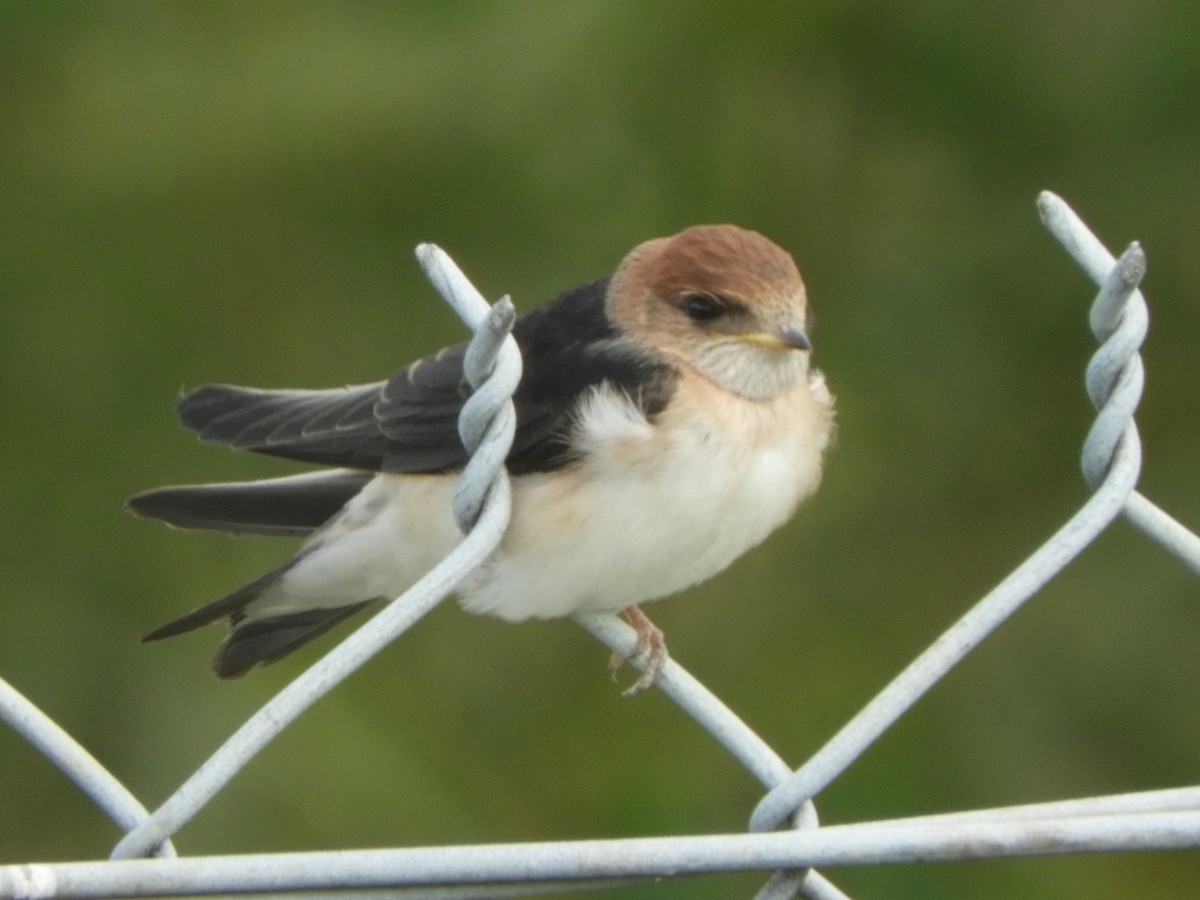 ズアカガケツバメ - ML644688848