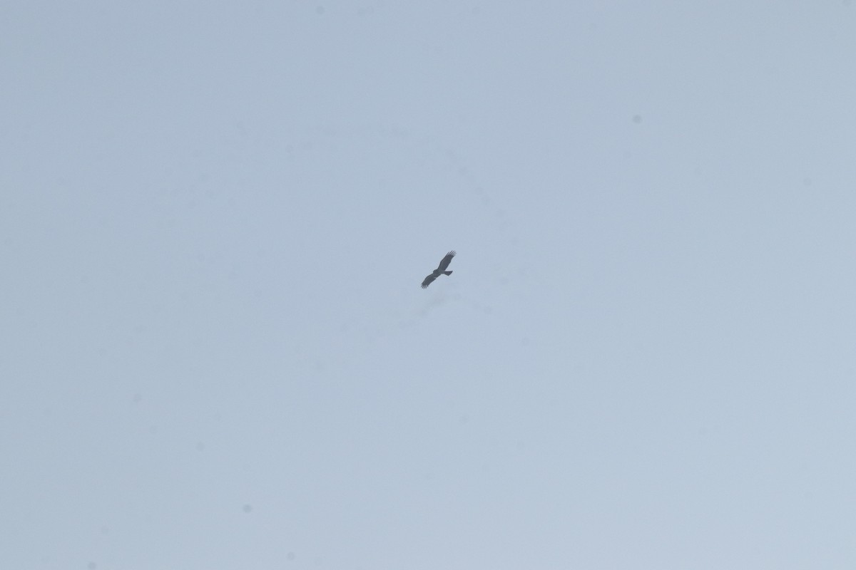 orlík krátkoprstý - ML644688849