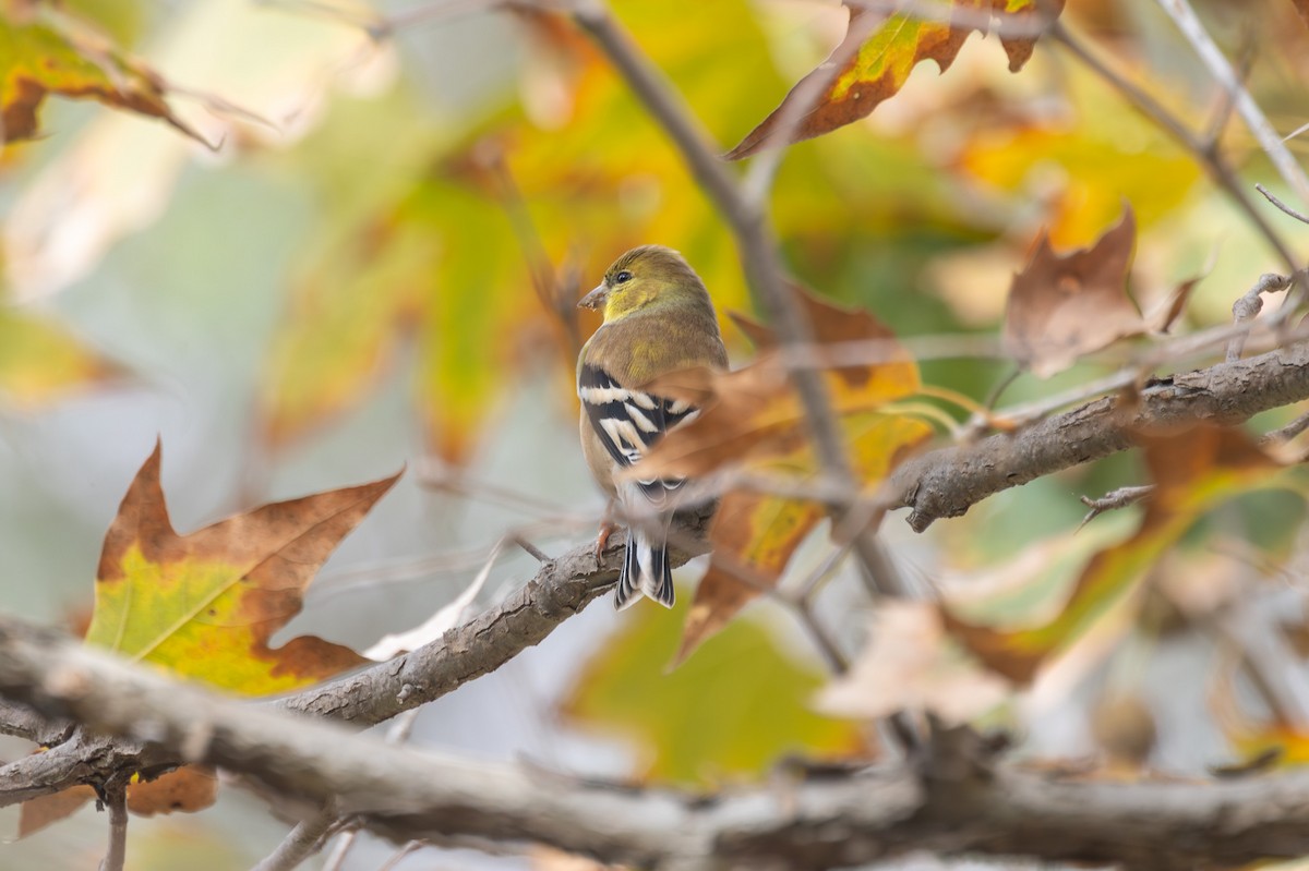 オウゴンヒワ - ML644688855