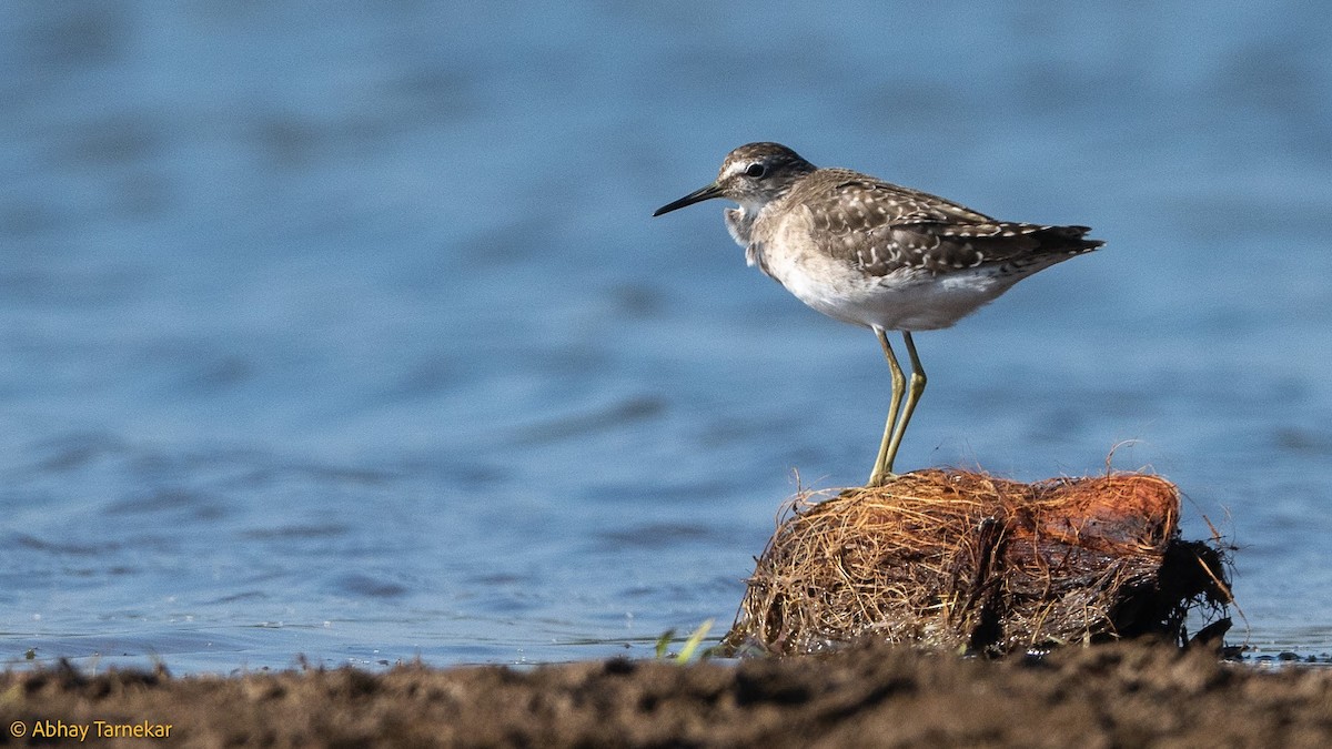 タカブシギ - ML644688867