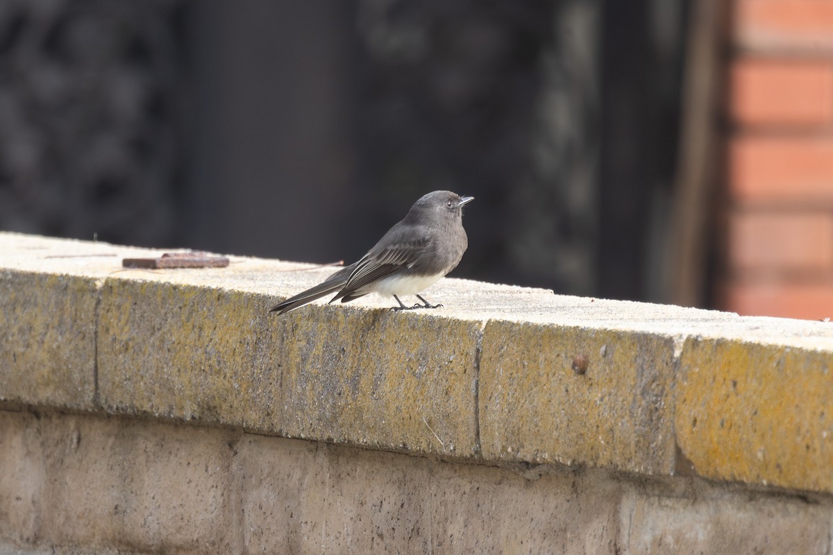 クロツキヒメハエトリ - ML644688868