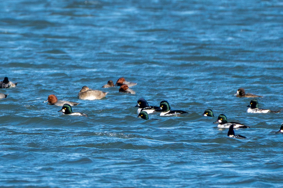 Barrow's Goldeneye - ML644688869