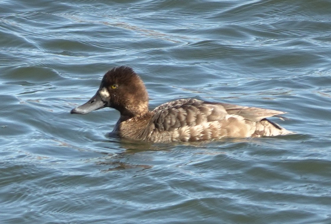 Kanadabergente - ML644688870