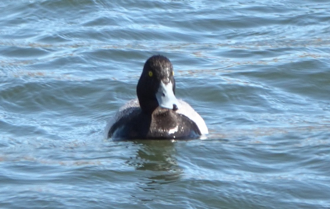 Kanadabergente - ML644688871