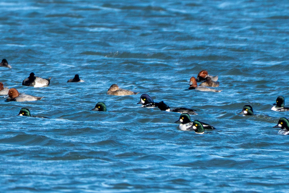 Barrow's Goldeneye - ML644688872