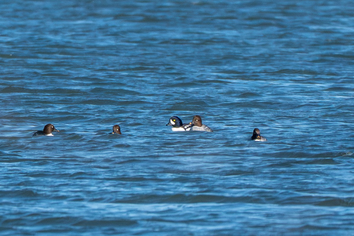 Barrow's Goldeneye - ML644688873