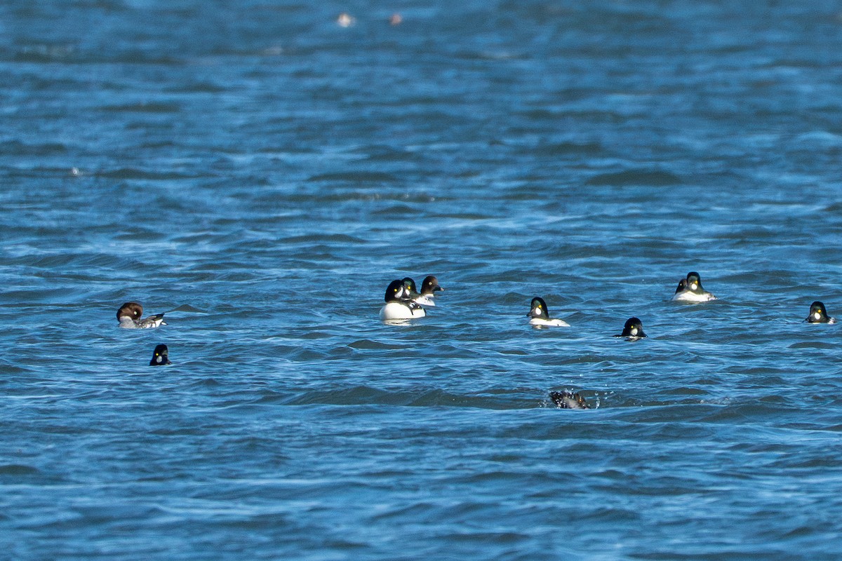 Barrow's Goldeneye - ML644688880