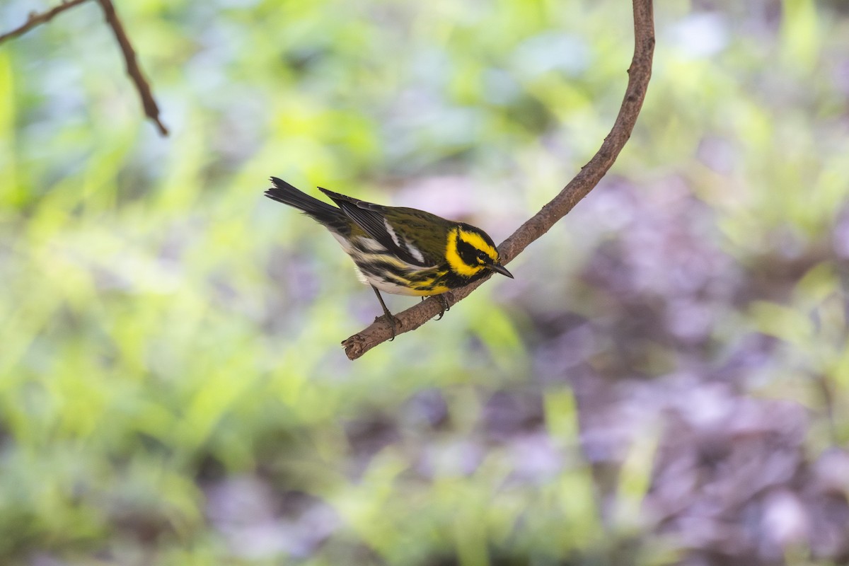 タウンゼンドアメリカムシクイ - ML644688881