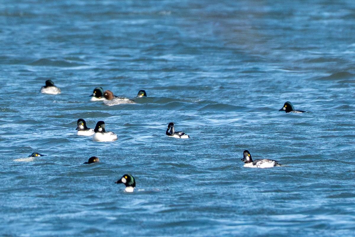 Barrow's Goldeneye - ML644688882