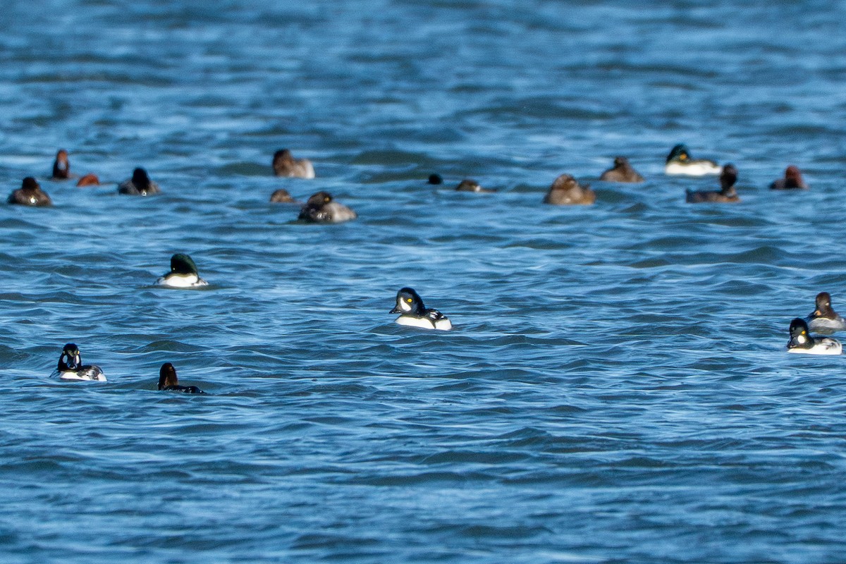 Barrow's Goldeneye - ML644688883