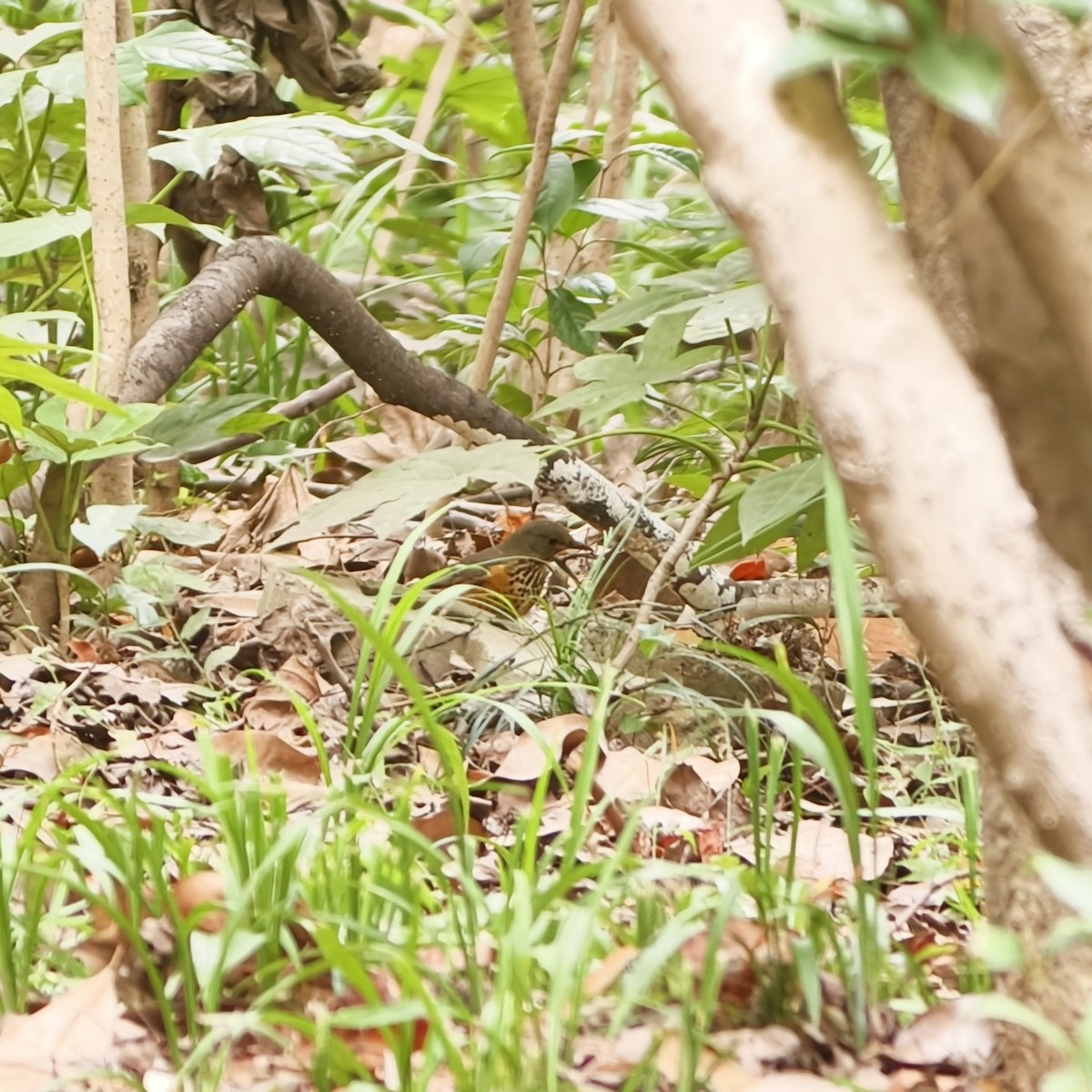 Gray-backed Thrush - ML644688884