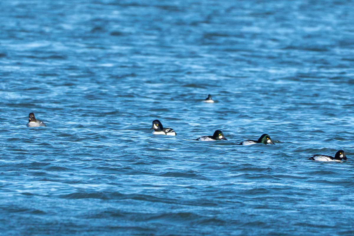 Barrow's Goldeneye - ML644688887