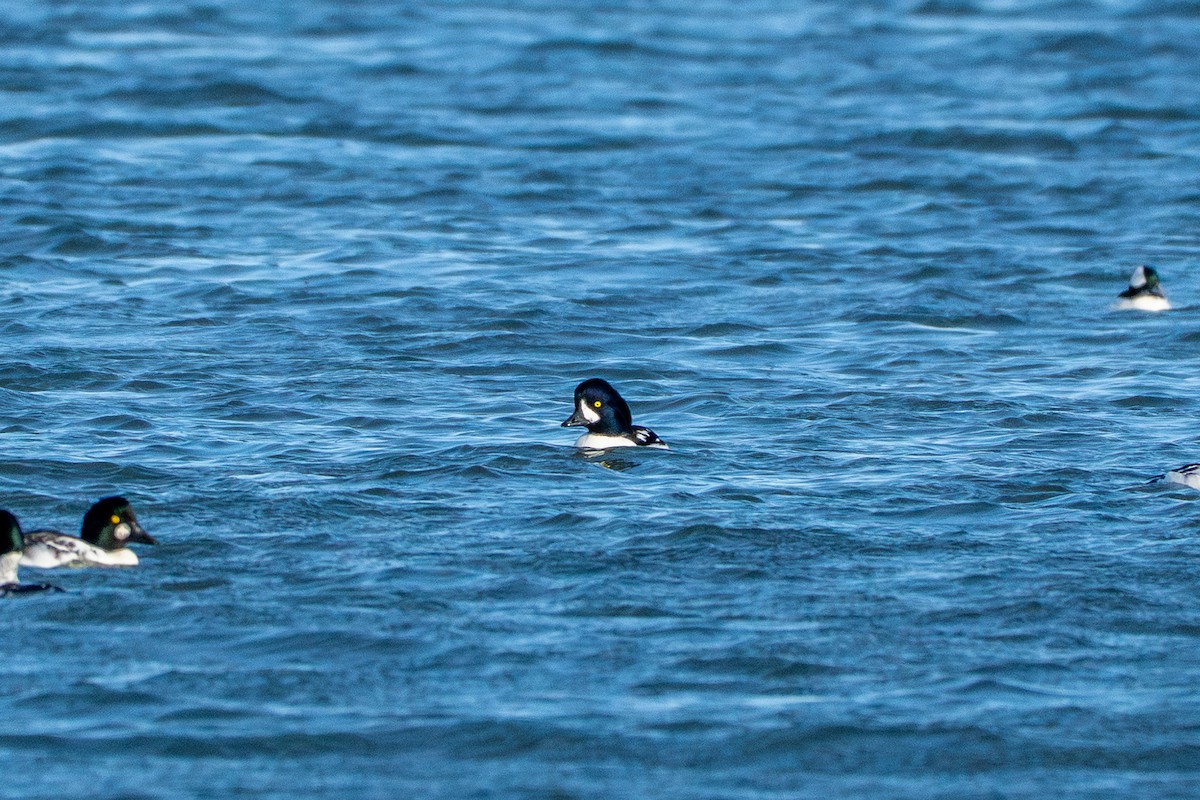 Barrow's Goldeneye - ML644688896