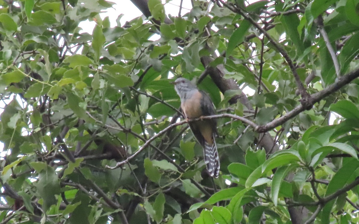 ヒメカッコウ - ML644688897