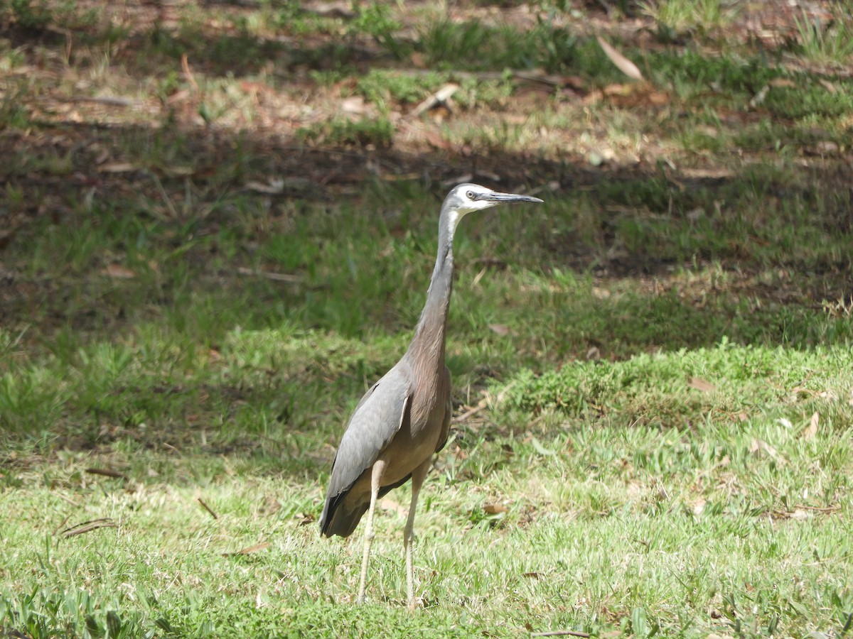 カオジロサギ - ML644688899