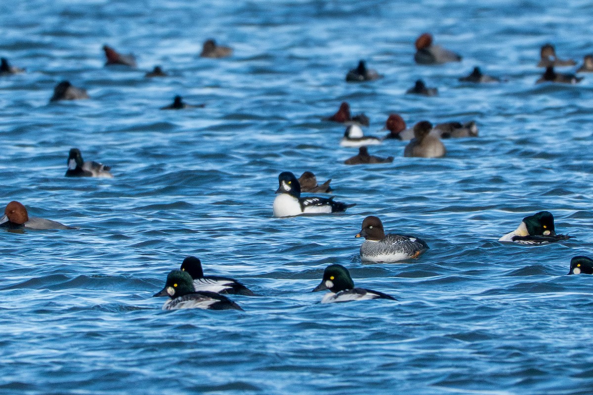 Barrow's Goldeneye - ML644688900