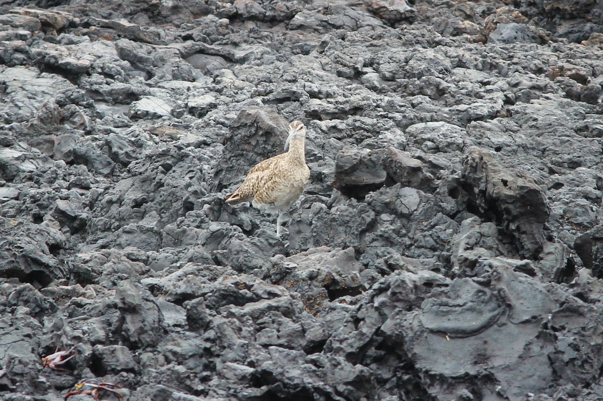 Hudsonbrachvogel - ML644688903