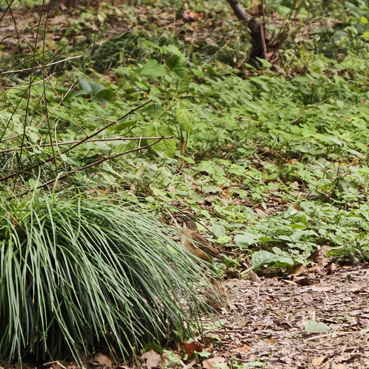 drozd bělobrvý - ML644688906