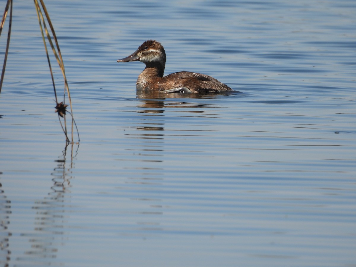 Amerika Dikkuyruğu - ML644688907