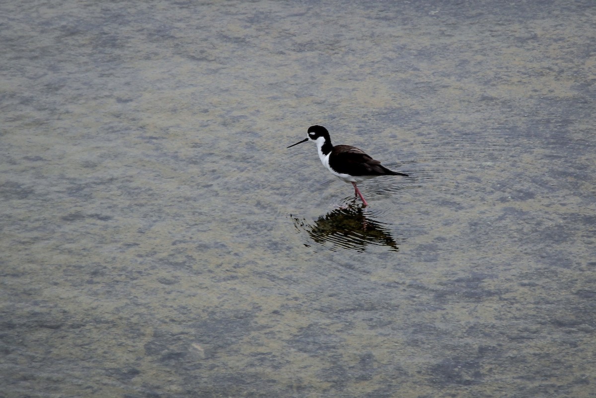 Schwarznacken-Stelzenläufer - ML644688909
