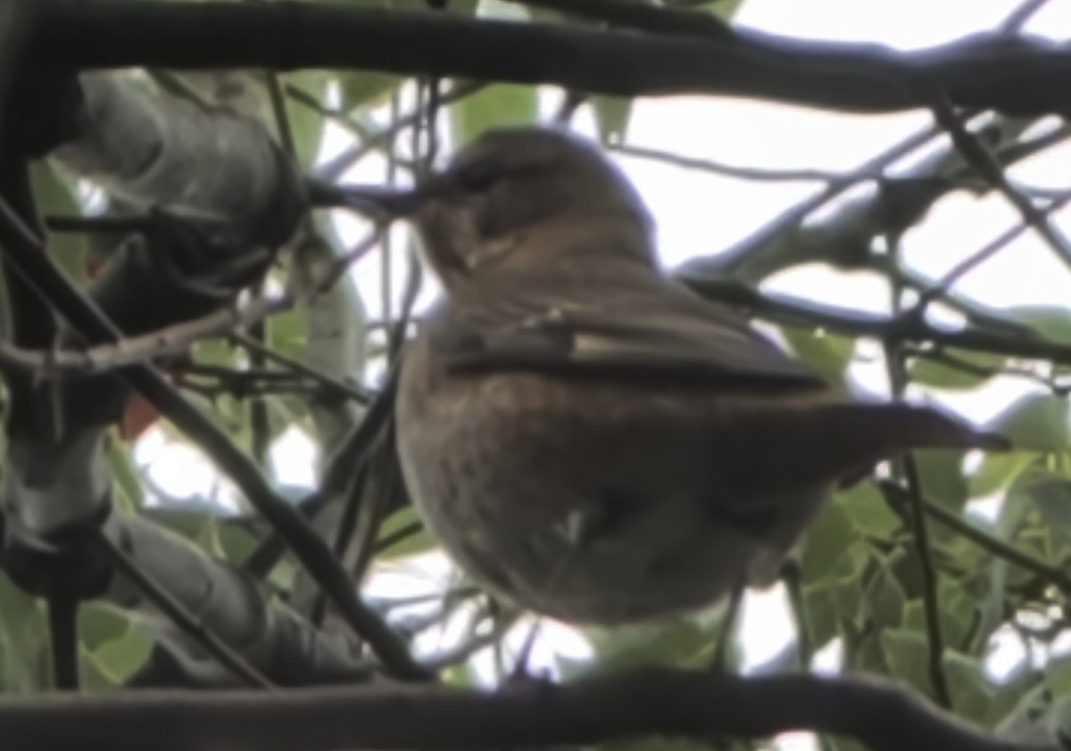 Kızıl Kanatlı Ardıç - ML644688910