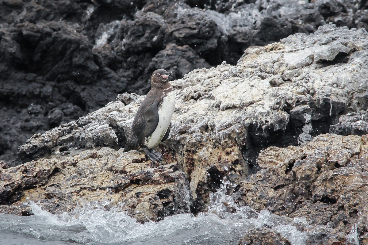 Galápagospinguin - ML644688917