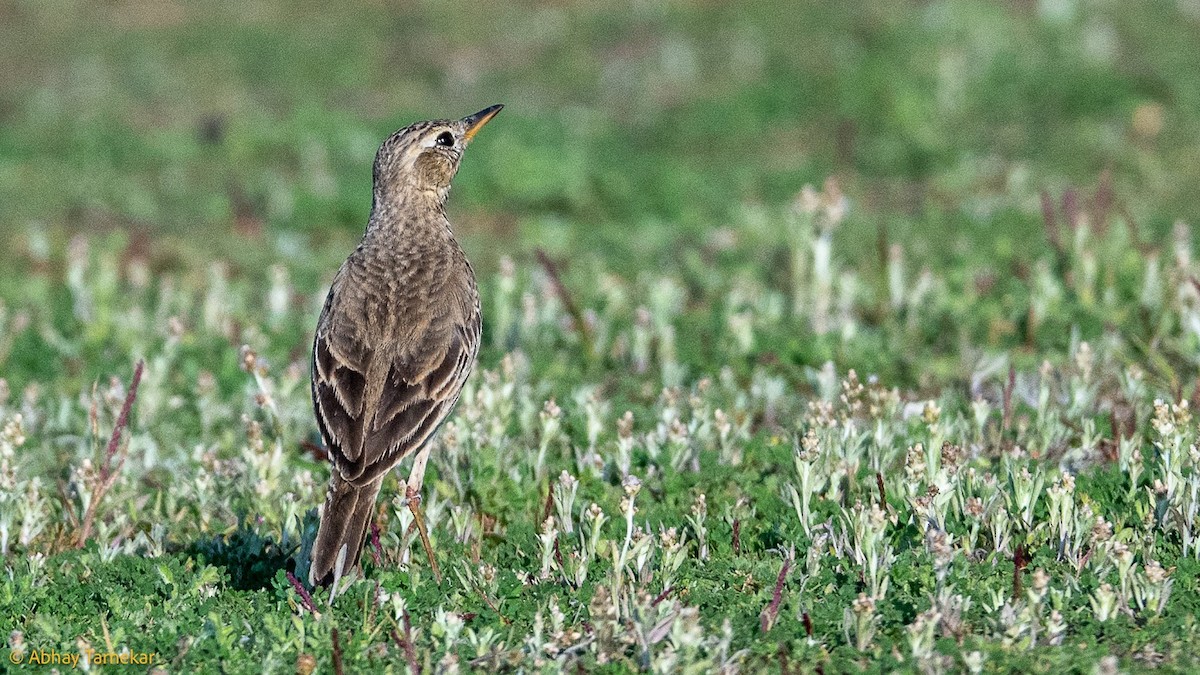 Çeltik İncirkuşu - ML644688919