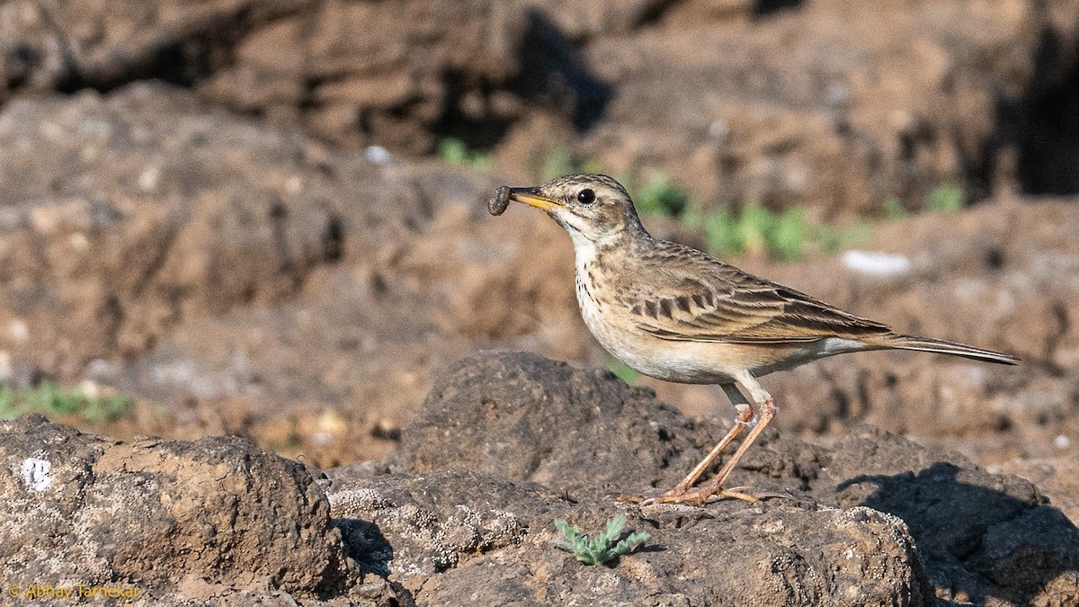Çeltik İncirkuşu - ML644688920
