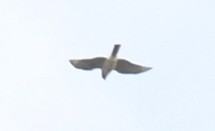 Japon Atmacası - ML644688921