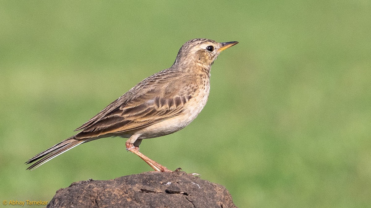 Çeltik İncirkuşu - ML644688922