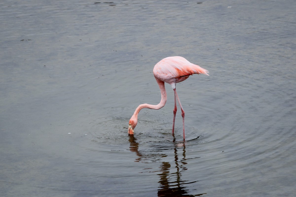 Kubaflamingo - ML644688923